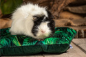 Pikowana poduszka dla świnek morskich, królików, fretek i gryzoni