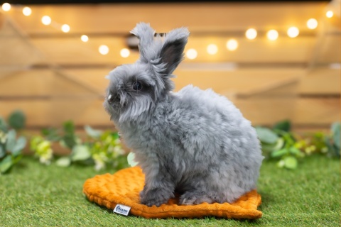Minky Beech Leaf Cushion Mat for Rabbits and Rodents