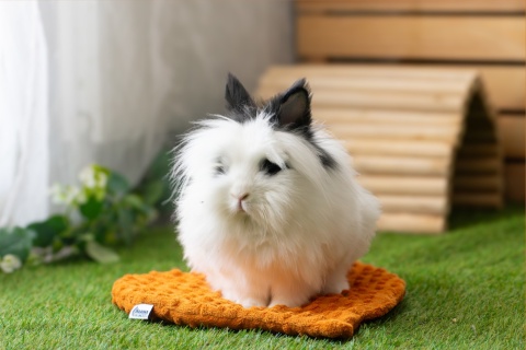 Minky Beech Leaf Cushion Mat for Rabbits and Rodents