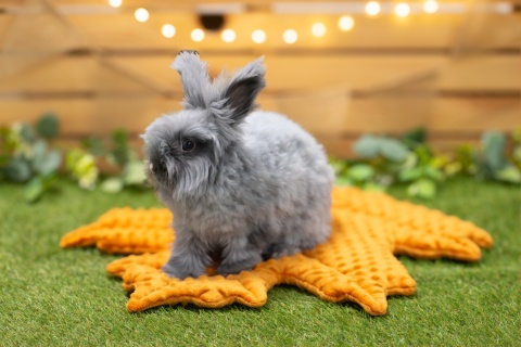 Minky Leaf Cushion Mat for Rabbits and Rodents