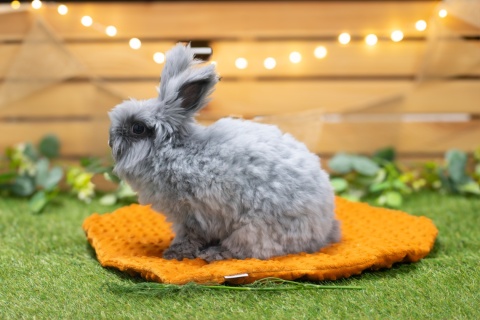 Minky Linden Leaf Cushion Mat for Rabbits and Rodents