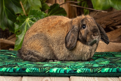 SALE cage mat 122x122cm printed+ quilted) SALE cage mat 122x122cm printed+ quilted)