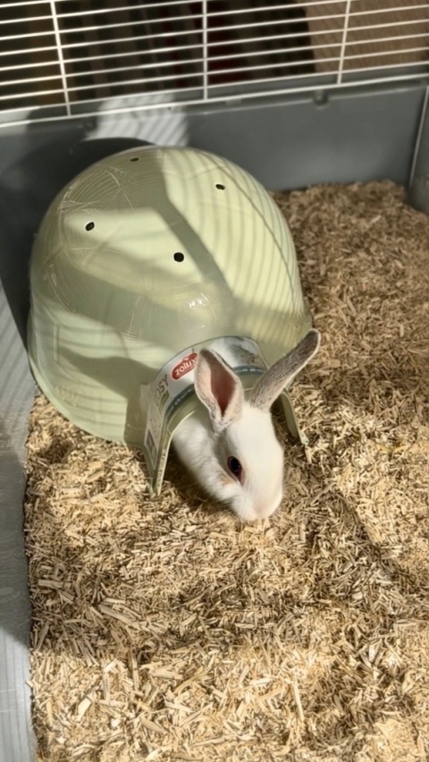 ZOLUX Plastic Igloo House for Rodents COSY Large Green
