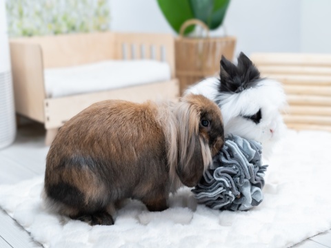 Kraina Tuptusia Fleece Snuffle Ball – Treat Toy for Rabbits, Guinea Pigs & Rodents