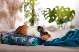 Bed with pillow for guinea pigs, rabbits, rodents