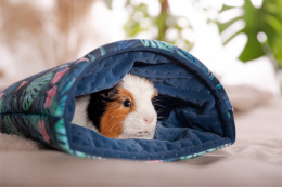 Sleeping bag for pygmy hedgehogs, guinea pigs, degus