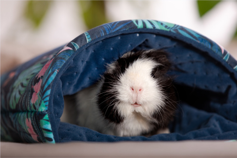 Sleeping bag for pygmy hedgehogs, guinea pigs, degus