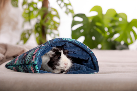 Sleeping bag for pygmy hedgehogs, guinea pigs, degus