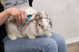 Trixie nożyczki do przycinania sierści gryzoniowi królikowi