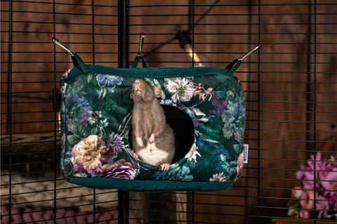 domek dla szczura