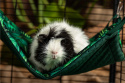 Hammock for rats, chinchillas, degus, rabbits, guinea pigs - Paradise Garden