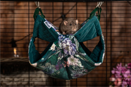 Honeycomb hammock for rats, chinchillas, degus