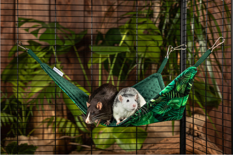 Triangle hammock for rats, chinchillas, guinea pigs, degus - Paradise Garden collection