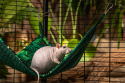 Triangle hammock for rats, chinchillas, guinea pigs, degus - Paradise Garden collection