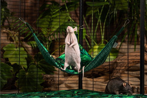 Triangle hammock for rats, chinchillas, guinea pigs, degus - Paradise Garden collection