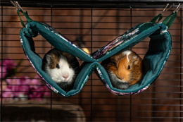 Hammock with tunnels for rats, chinchillas, degus, guinea pigs