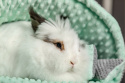 Legowisko muszla XL "DOT" dla królików