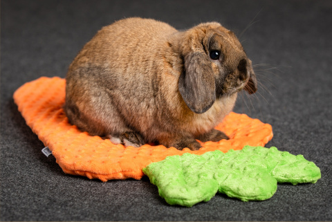 Carrot pillow bed for rabbit, guinea pig