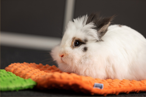 Carrot pillow bed for rabbit, guinea pig