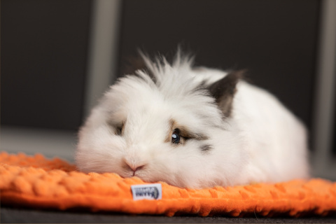 Carrot pillow bed for rabbit, guinea pig