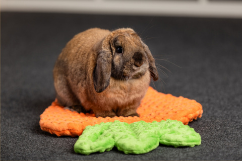 Carrot pillow bed for rabbit, guinea pig