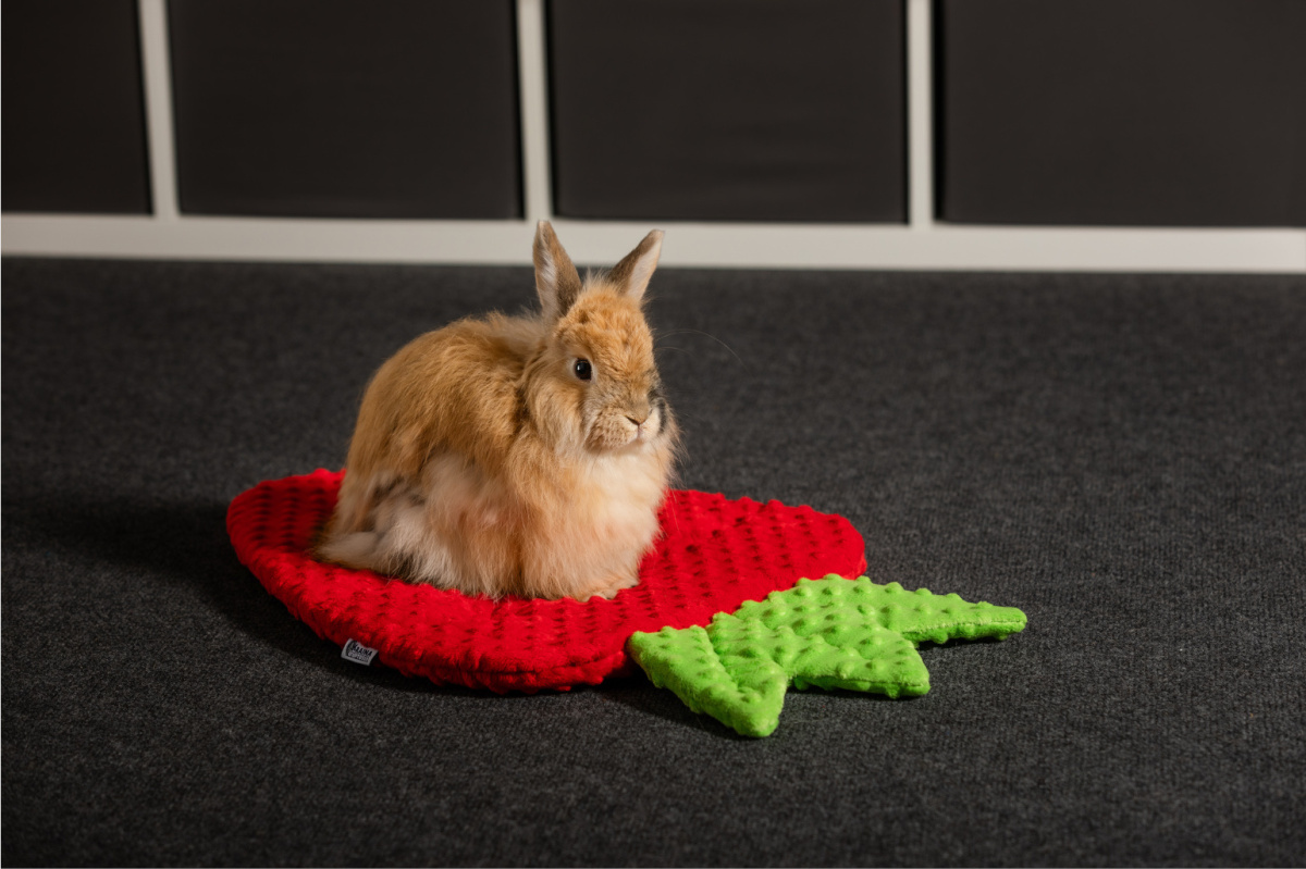 Legowisko poduszka truskawka dla królika, świnki morskiej