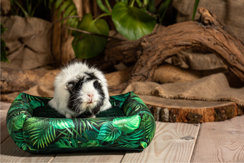 Bed with cushion for guinea pigs, chinchillas, rats