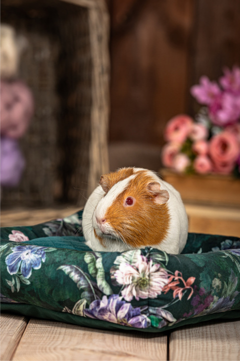 Bed with pillow for guinea pigs, chinchillas, rats