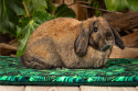 Mata do klatki 120x60 "Rajski Ogród" dla królików, świnek morskich