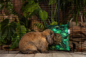 Hay feeder for guinea pigs, rabbits, chinchillas