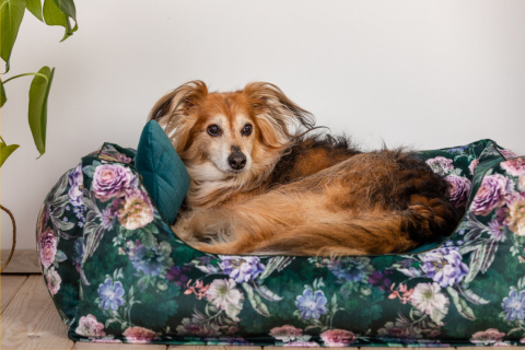 Dog bed with removable cover