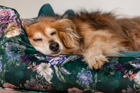 Dog bed with removable cover