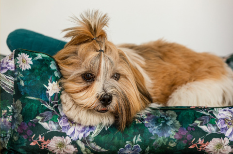 Dog bed with removable cover