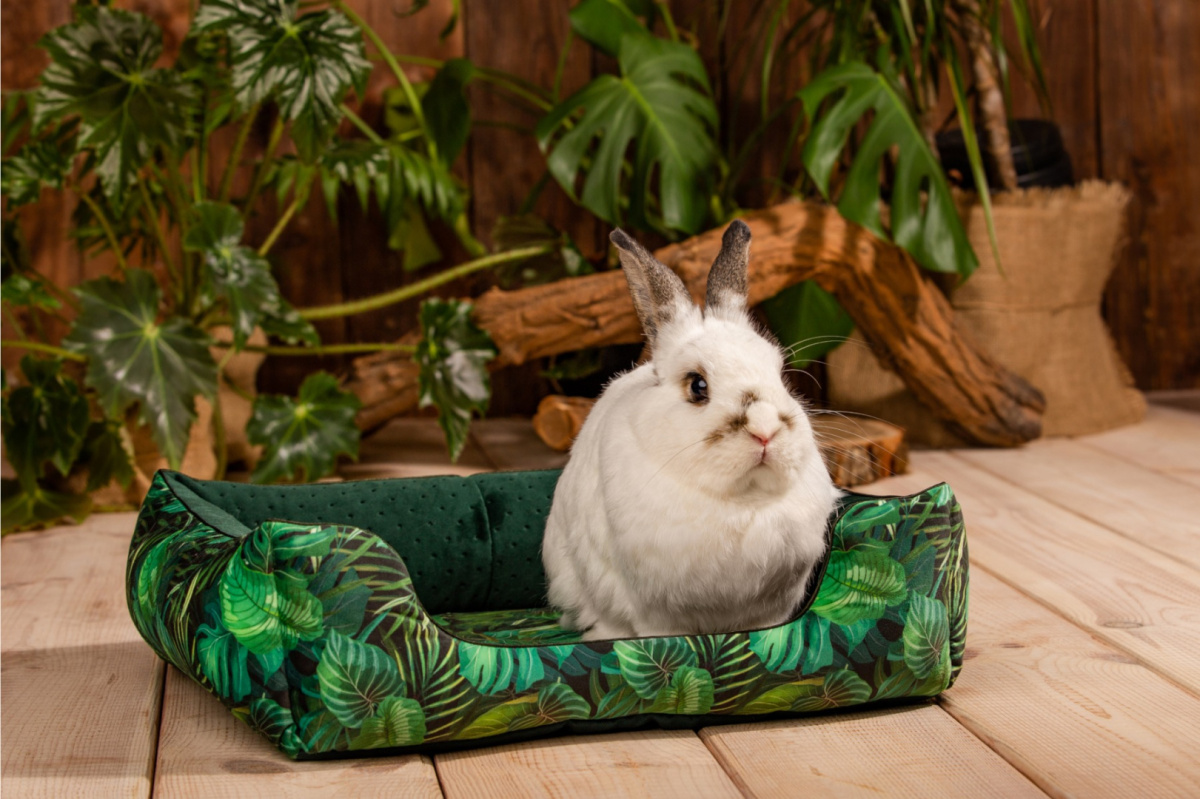 Cuddle Cup "Paradise Garden" for guinea pigs, rabbits, rats, pygmy hedgehogs Cuddle Cup "Paradise Garden" for guinea pigs, rabbits, rats, pygmy hedgehogs