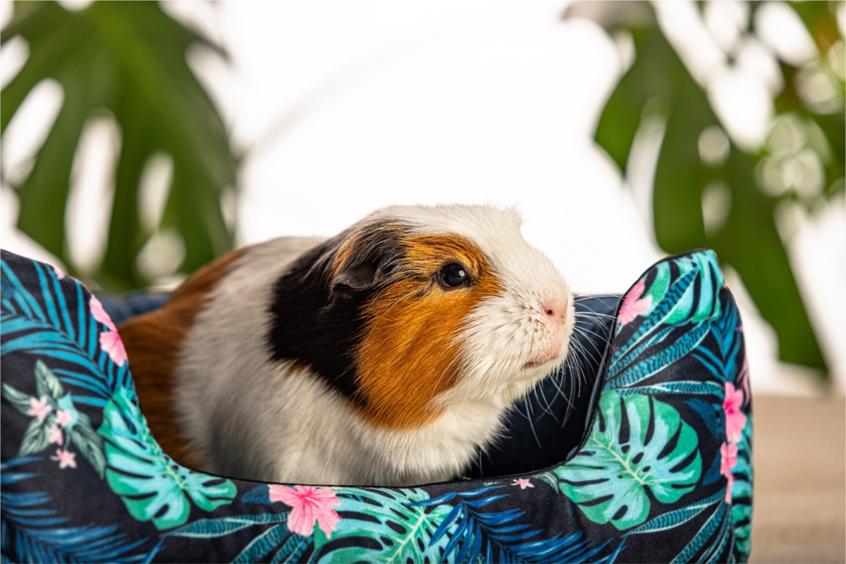 Cuddle Cup "Tropical Forest" for guinea pigs, rabbits, rats, pygmy hedgehogs Cuddle Cup "Tropical Forest" for guinea pigs, rabbits, rats, pygmy hedgehogs