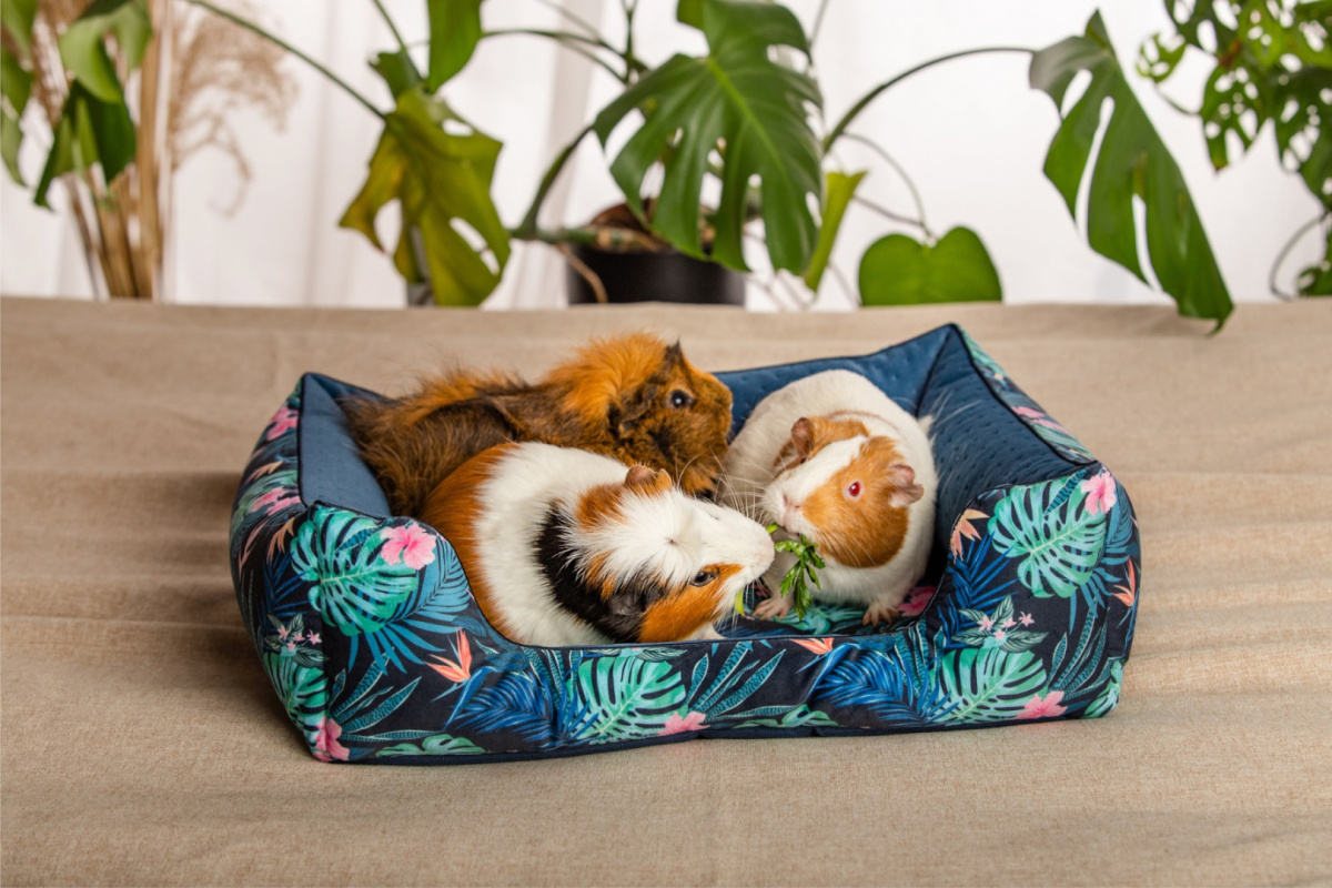 Cuddle Cup "Tropical Forest" for guinea pigs, rabbits, rats, pygmy hedgehogs