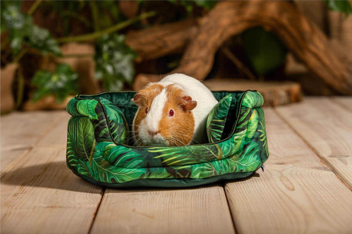 Cuddle Cup "Paradise Garden" for guinea pigs, rabbits, rats, pygmy hedgehogs