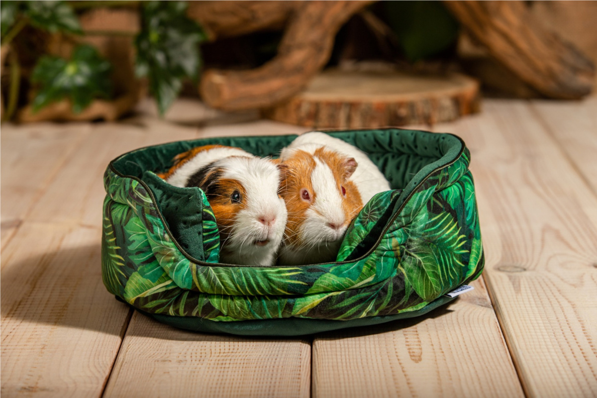 Cuddle Cup "Paradise Garden" for guinea pigs, rabbits, rats, pygmy hedgehogs Cuddle Cup "Paradise Garden" for guinea pigs, rabbits, rats, pygmy hedgehogs