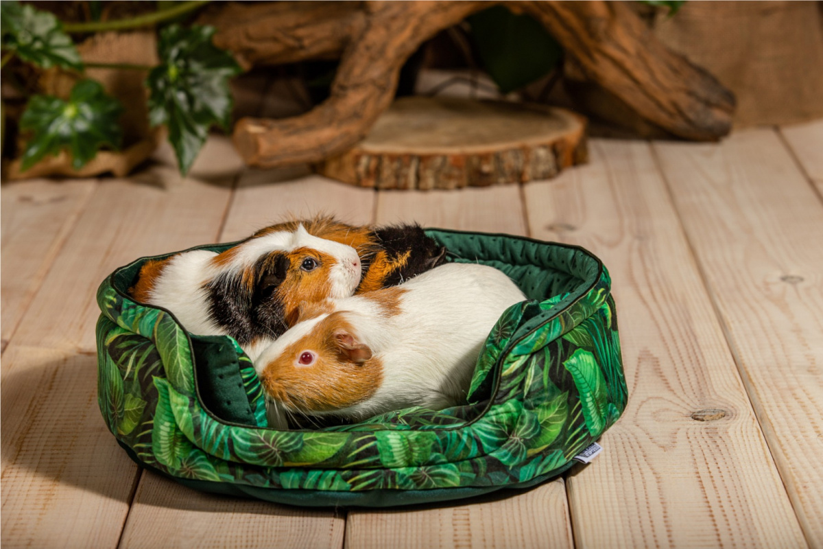Cuddle Cup "Paradise Garden" for guinea pigs, rabbits, rats, pygmy hedgehogs Cuddle Cup "Paradise Garden" for guinea pigs, rabbits, rats, pygmy hedgehogs