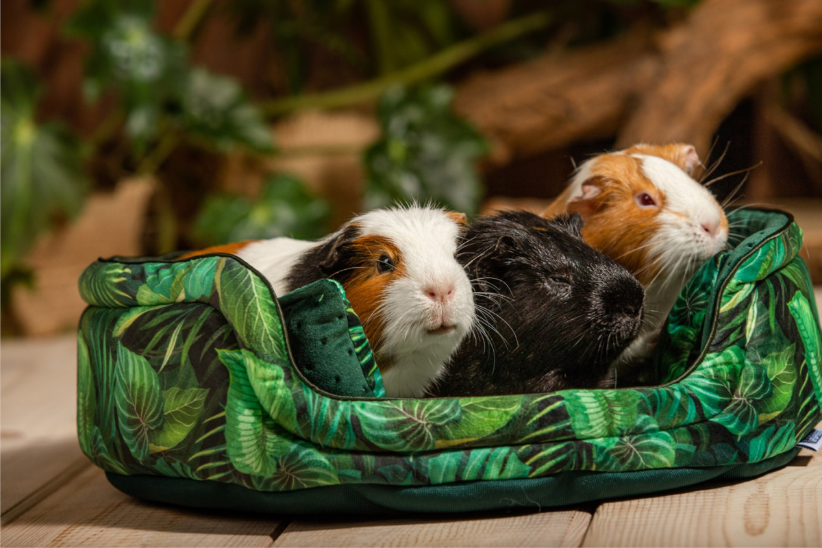 Cuddle Cup "Paradise Garden" for guinea pigs, rabbits, rats, pygmy hedgehogs Cuddle Cup "Paradise Garden" for guinea pigs, rabbits, rats, pygmy hedgehogs