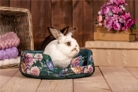 Cuddle Cup bed for guinea pigs, rabbits, rats, pygmy hedgehogs