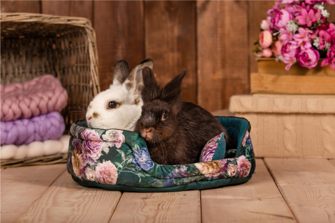 Cuddle Cup bed for guinea pigs, rabbits, rats, pygmy hedgehogs