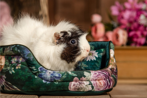 Cuddle Cup bed for guinea pigs, rabbits, rats, pygmy hedgehogs