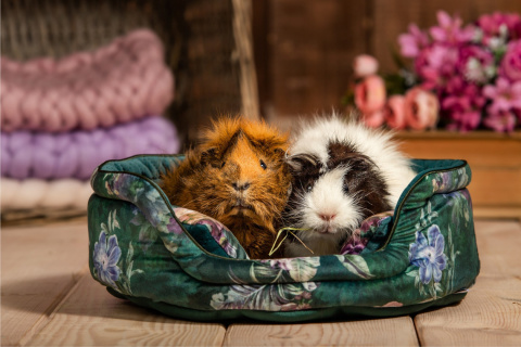 Cuddle Cup bed for guinea pigs, rabbits, rats, pygmy hedgehogs