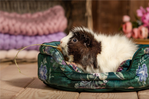 Cuddle Cup bed for guinea pigs, rabbits, rats, pygmy hedgehogs