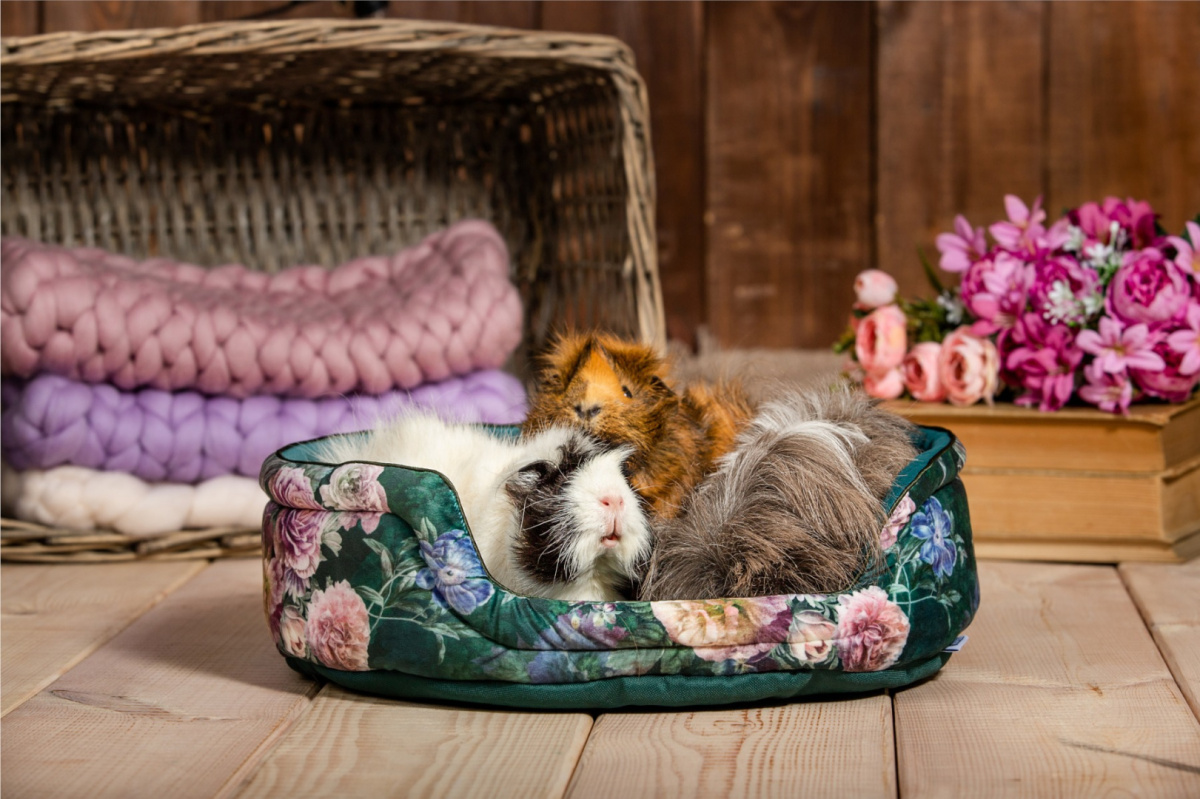 Cuddle Cup "Romantic Garden" for guinea pigs, rabbits, rats, pygmy hedgehogs Cuddle Cup "Romantic Garden" for guinea pigs, rabbits, rats, pygmy hedgehogs