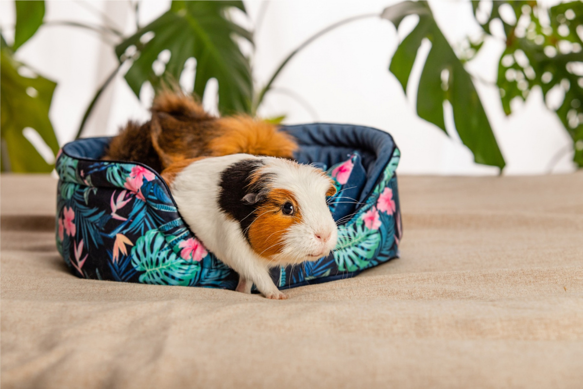 Cuddle Cup "Tropical Forest" for guinea pigs, rabbits, rats, pygmy hedgehogs