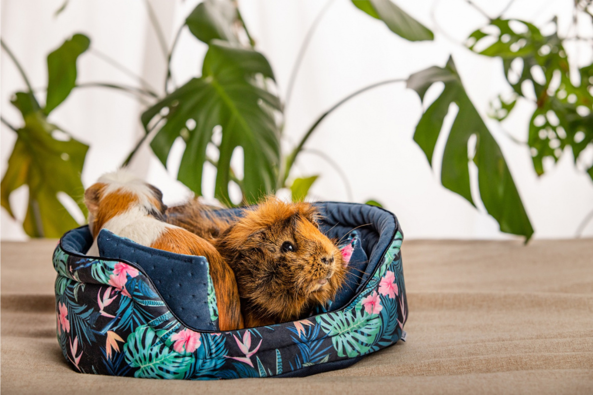Cuddle Cup "Tropical Forest" for guinea pigs, rabbits, rats, pygmy hedgehogs Cuddle Cup "Tropical Forest" for guinea pigs, rabbits, rats, pygmy hedgehogs