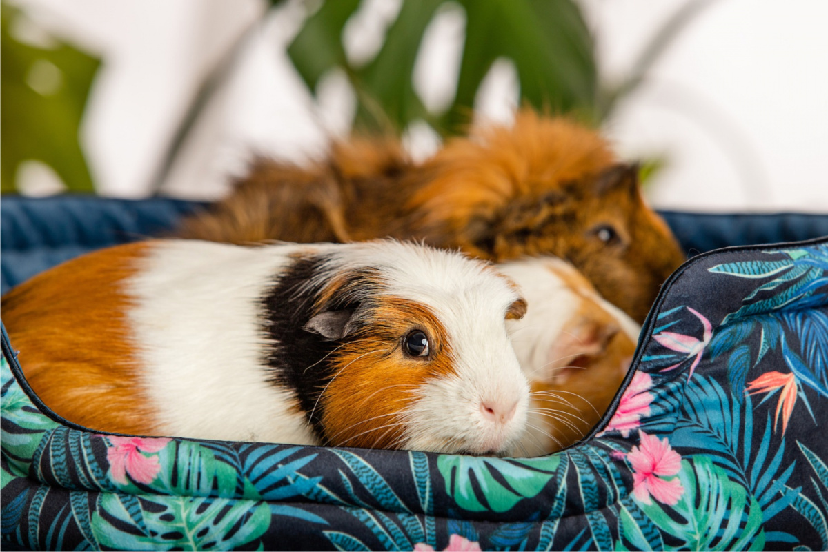 Cuddle Cup "Tropical Forest" for guinea pigs, rabbits, rats, pygmy hedgehogs Cuddle Cup "Tropical Forest" for guinea pigs, rabbits, rats, pygmy hedgehogs