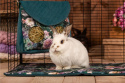 Cage mat for rabbits, guinea pigs, rats, chinchillas, ferrets, pygmy hedgehogs, cage underlay